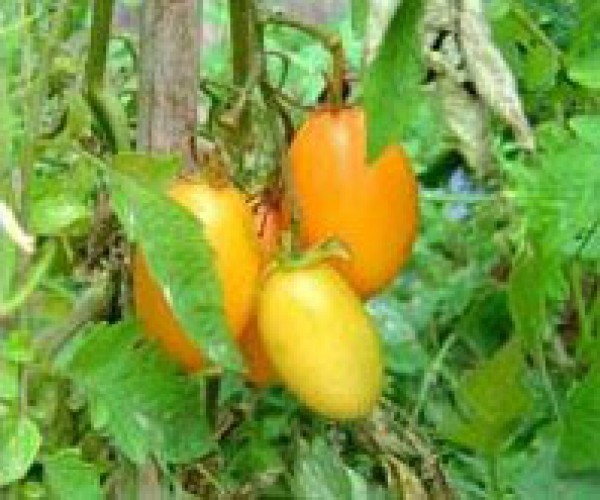 Orange Banana Tomato Seeds