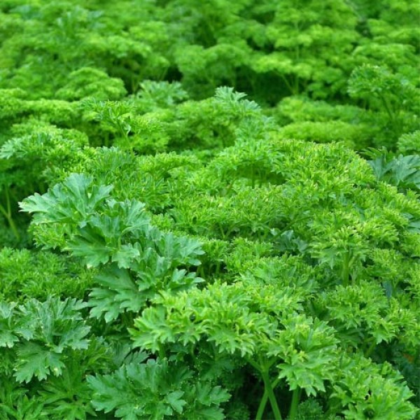 Growing parsley from seed