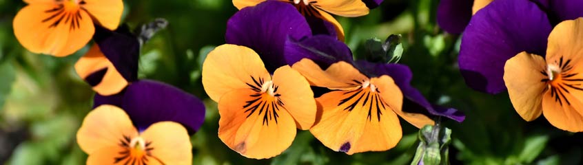 Pansy