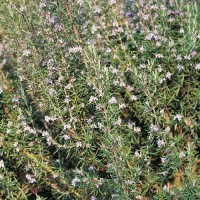 Rosmarin_Samen_1.jpg Rosmarin_Samen_1.jpg