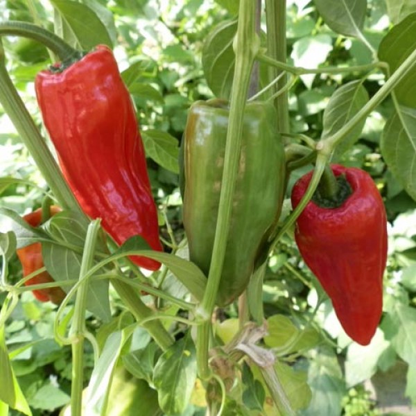 Agronaldi_Di_Asti_Chili_Samen_1.jpg