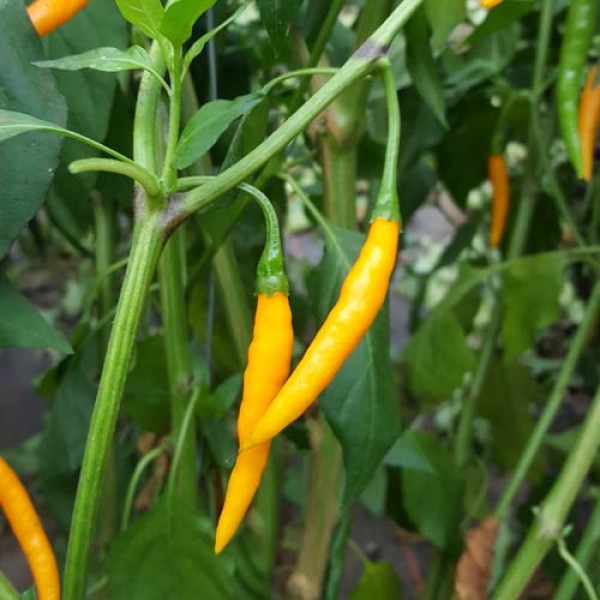 Red_River_Golden_Daggers_Chili_Samen_1.jpg