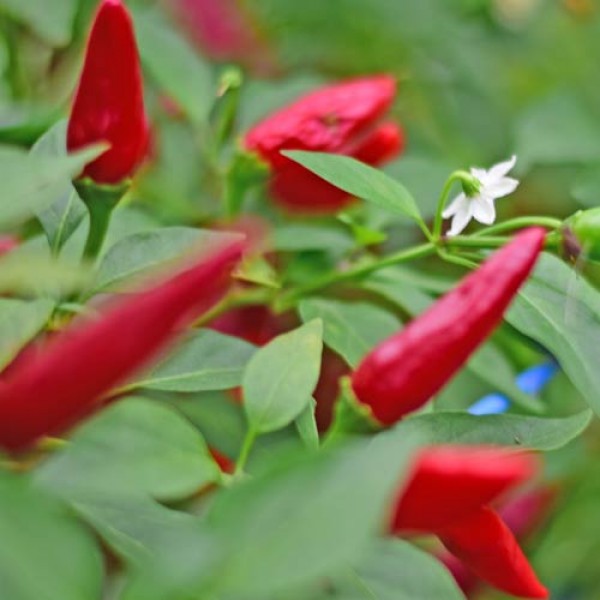 Organic Apache Chili Seeds