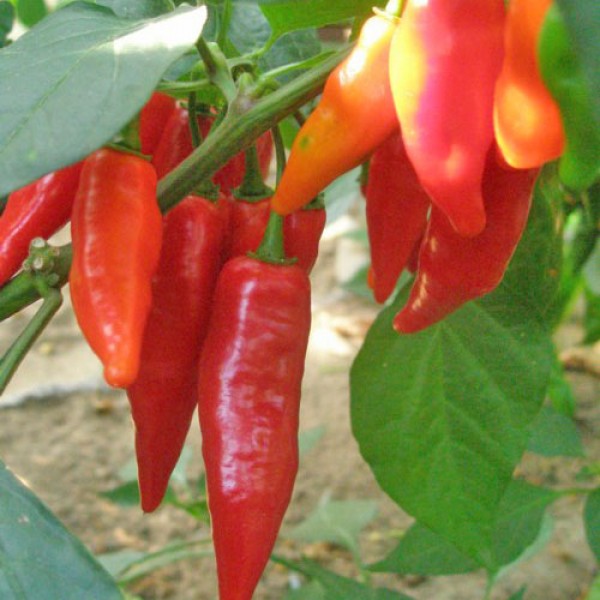 Habanero Dutch Red Chili Seeds