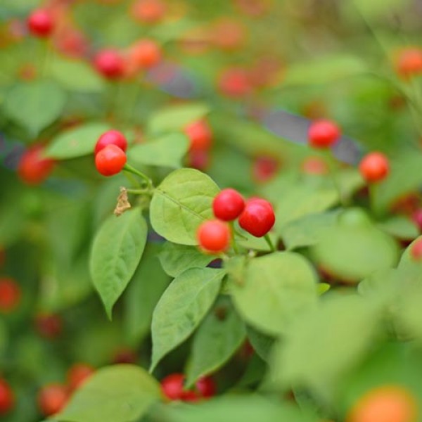 Aji Charapita Red Chilli Seeds