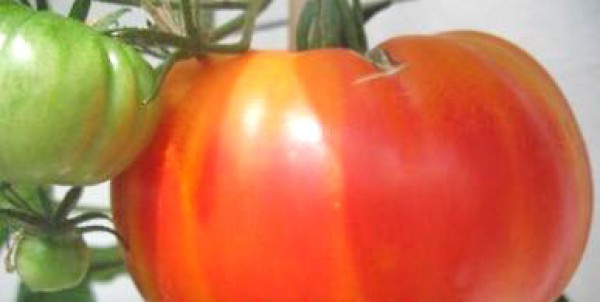 Hillbilly Tomato Seeds