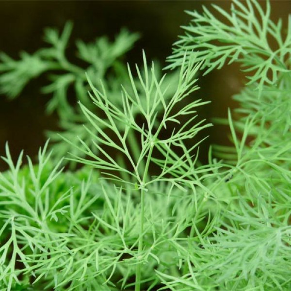 Growing your own dill