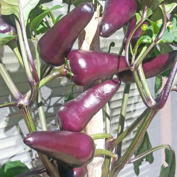 Starfire Purple Chili Seeds