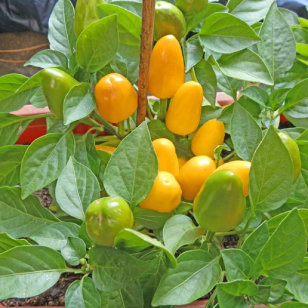 Big Ball Yellow Chili Seeds