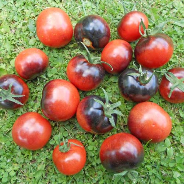 Blueberry Tomato Seeds