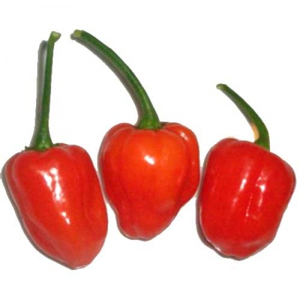 Habanero Vietnam Chili Seeds