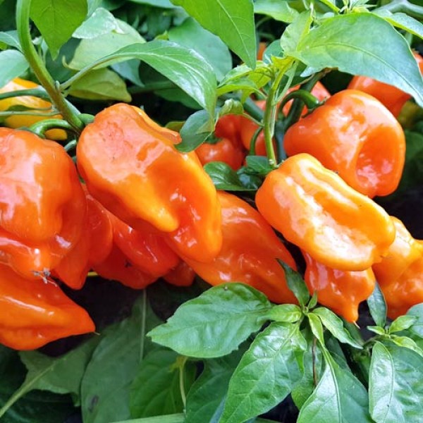 Habanero Francisca Orange (TM) Chili Seeds