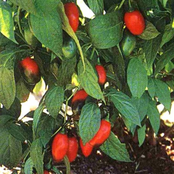 Manzano Rocoto Rojo Chili Samen
