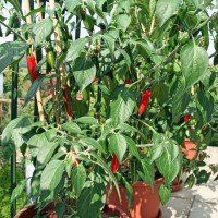 10_Tipps_fuer_gesunde_Chili-Pflanzen_01.jpg 10_Tipps_fuer_gesunde_Chili-Pflanzen_01.jpg