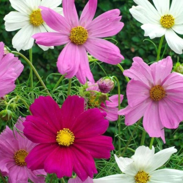 Schmuckkoerbchen_Cosmea_Sensation_Mix_Samen_1.jpg