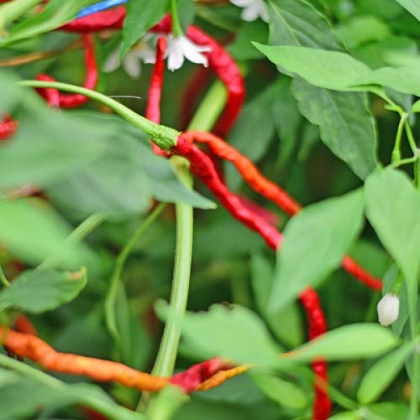 Bangalore_Whippets_Tail_Chili_Samen_01.jpg