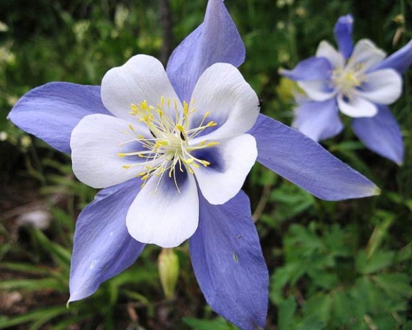 Akelei_Columbine_Blue_Samen_1.jpg