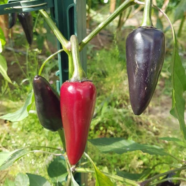Czech Black Chili Samen