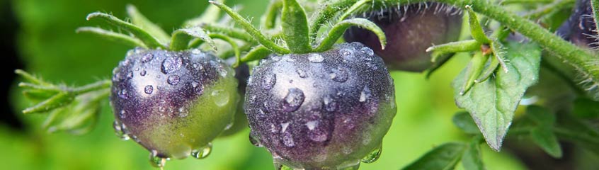 Purple Tomatoes