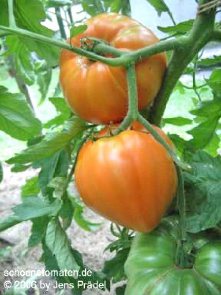 Brandywine Red Tomato Seeds