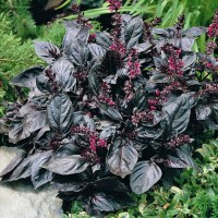 Basilikum_Rubin_Samen_1.jpg Basilikum_Rubin_Samen_1.jpg