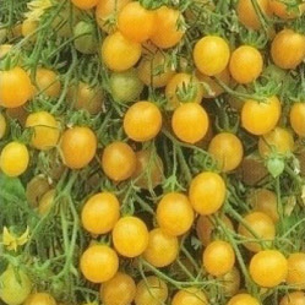 Tondino Giallo Tomato Seeds