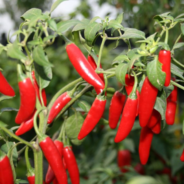 Serrano Tampiqueno Chili Seeds