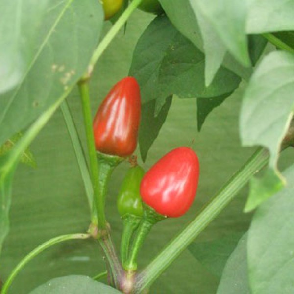 Cascabella Chili Seeds