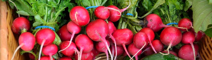 Radish