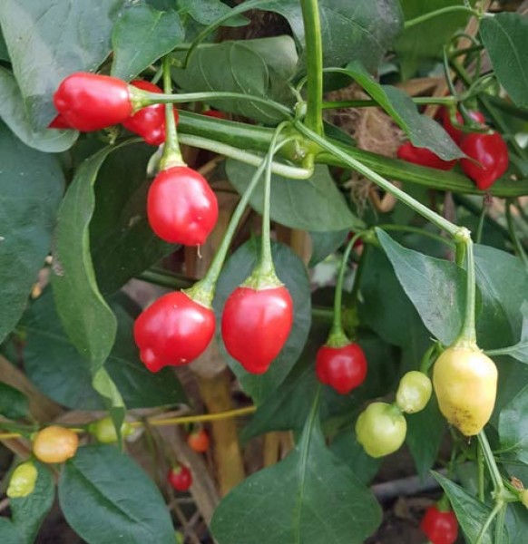 Earbob Chili Seeds