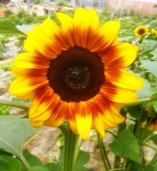 Sonnenblume_Bicolor_Samen_1.jpg