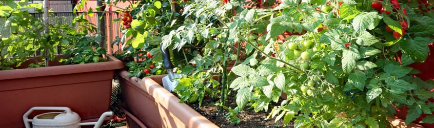 Balcony Vegetables