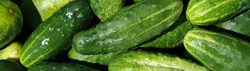 Cucumber