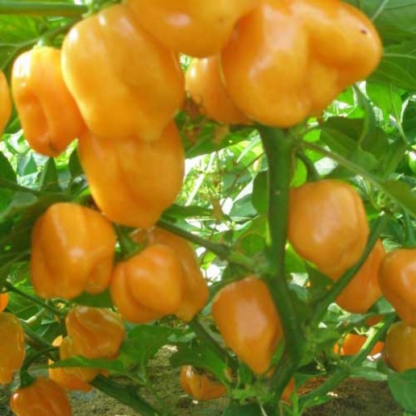 Habanero_Congo_Orange_Chili_Samen_1.jpg