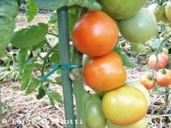 Moneymaker Tomato Seeds