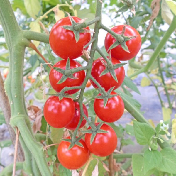 Schlossgarten Cherry Tomato Seeds