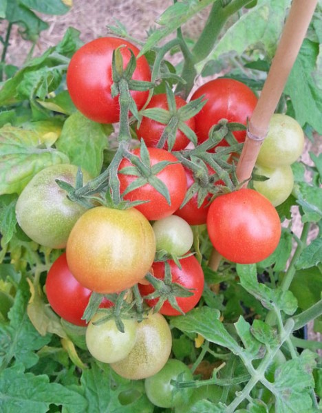 Window Box Red Tomato Seeds