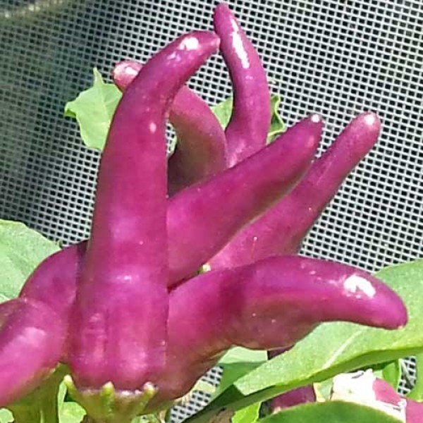 Naschzipfel_Violett_Chili_Samen_1.jpg