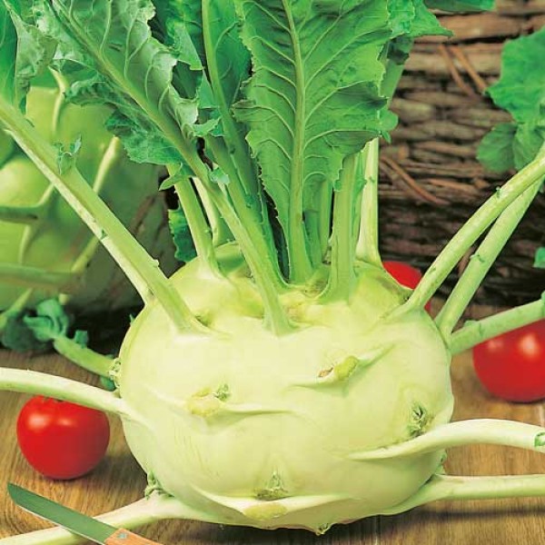 Kohlrabi_Superschmelz_Samen_1.jpg