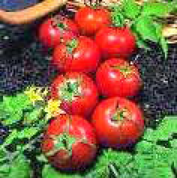 Harbinger Tomato Seeds