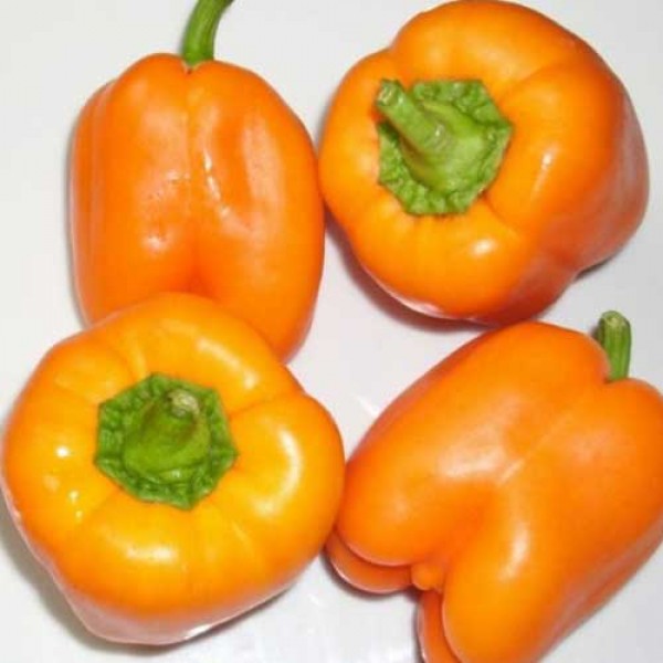 Orange_Bell_Chili_Samen_1.jpg