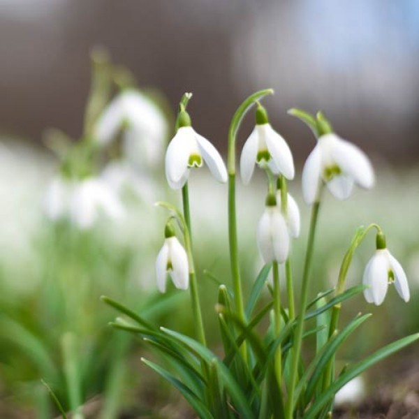 Gardening in March