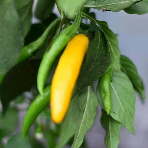 Organic Elephants Trunk Yellow Chili Seeds