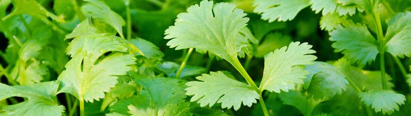 Coriander