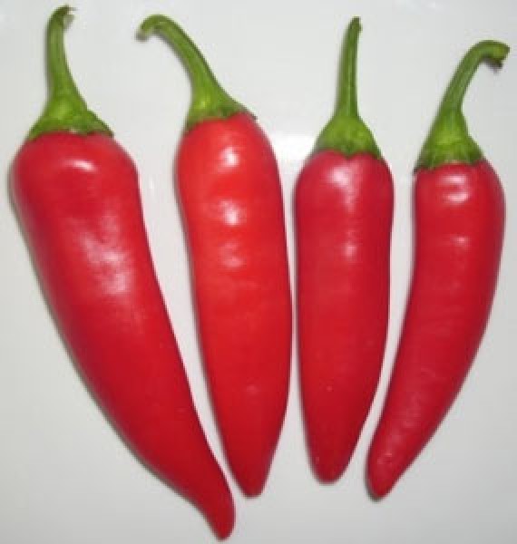 Guindilla Roja Chili Seeds