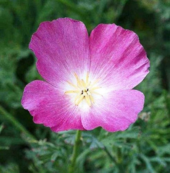 Kalifornischer_Mohn_Purple_Gleam_Samen_1.jpg