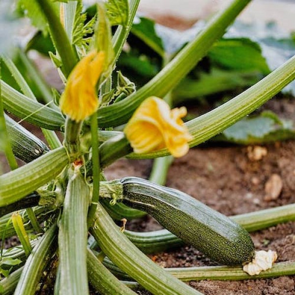 Growing Courgettes Yourself