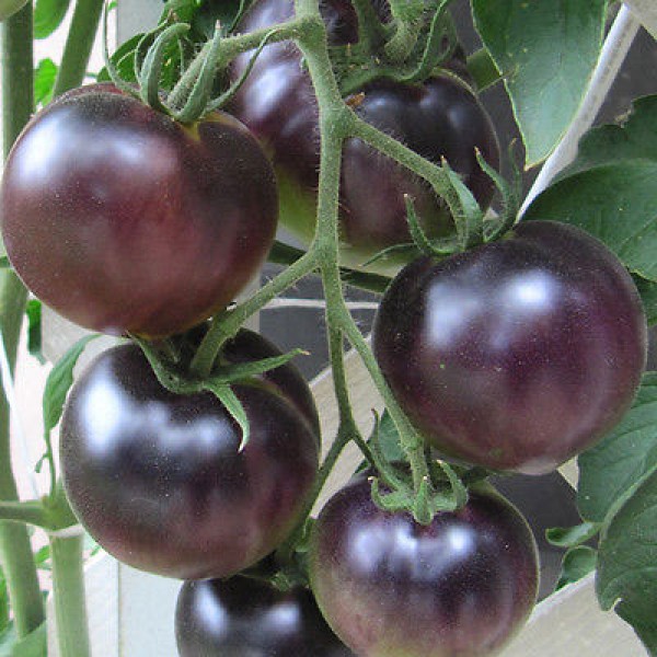 Black Cherry Tomato Seeds