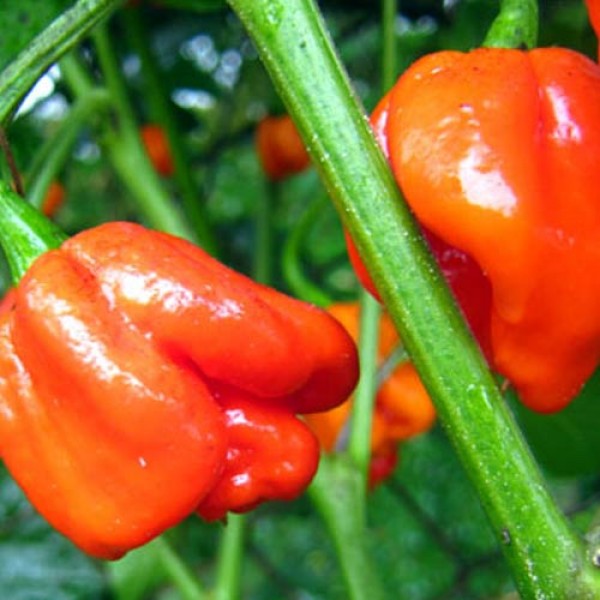 Scotch Bonnet Safi red Chili Seeds