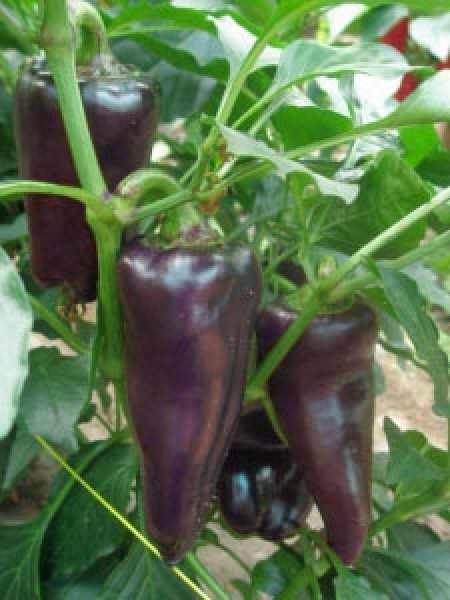 Marconi Purple Chili Seeds